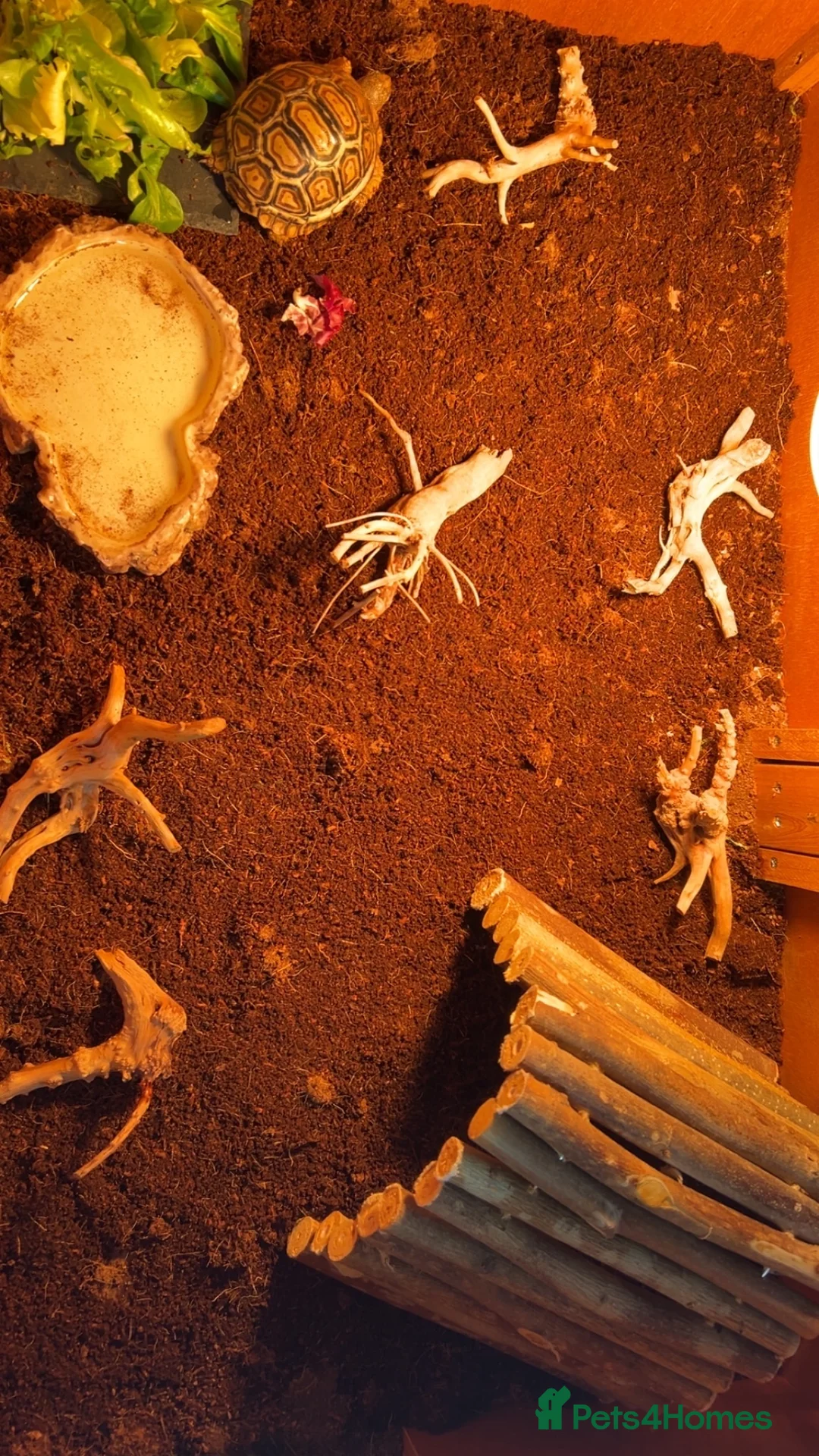 Tortoise reptiles for sale: Leapord tortoise  - Advert 2