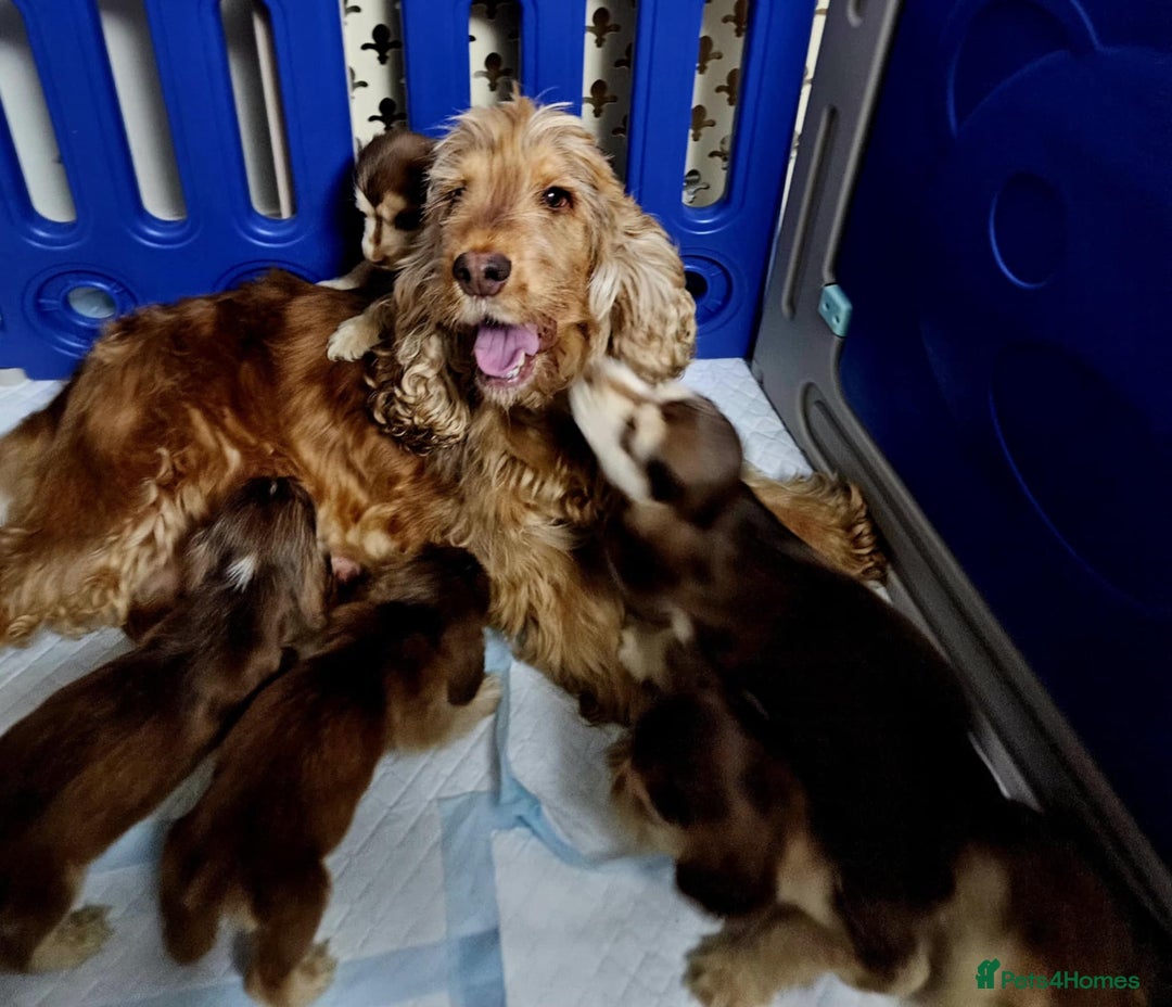 Cocker Spaniel dogs for sale: Show type cocker spaniel puppies  - Image 12