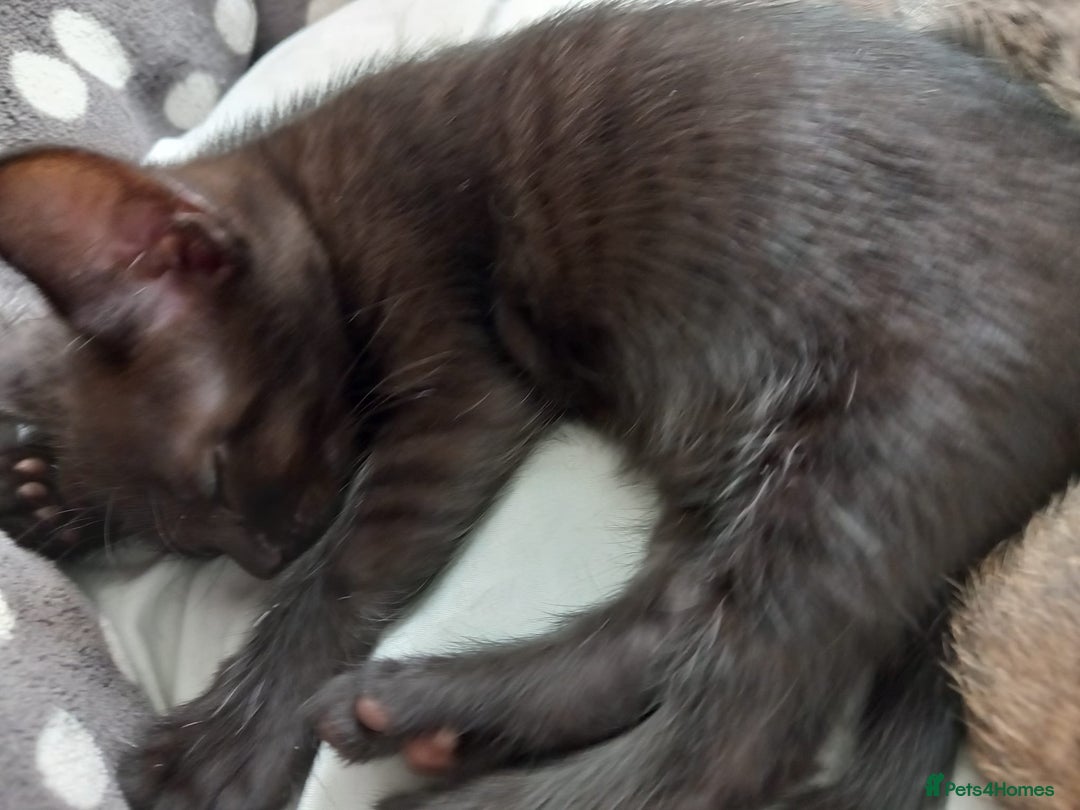 Mixed Breed cats for sale: Kittens F5 savannah - Image 2
