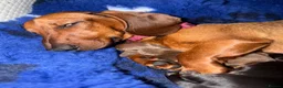 Miniature Dachshund dogs for sale: Miniature Dachshund Puppies - Advert 4