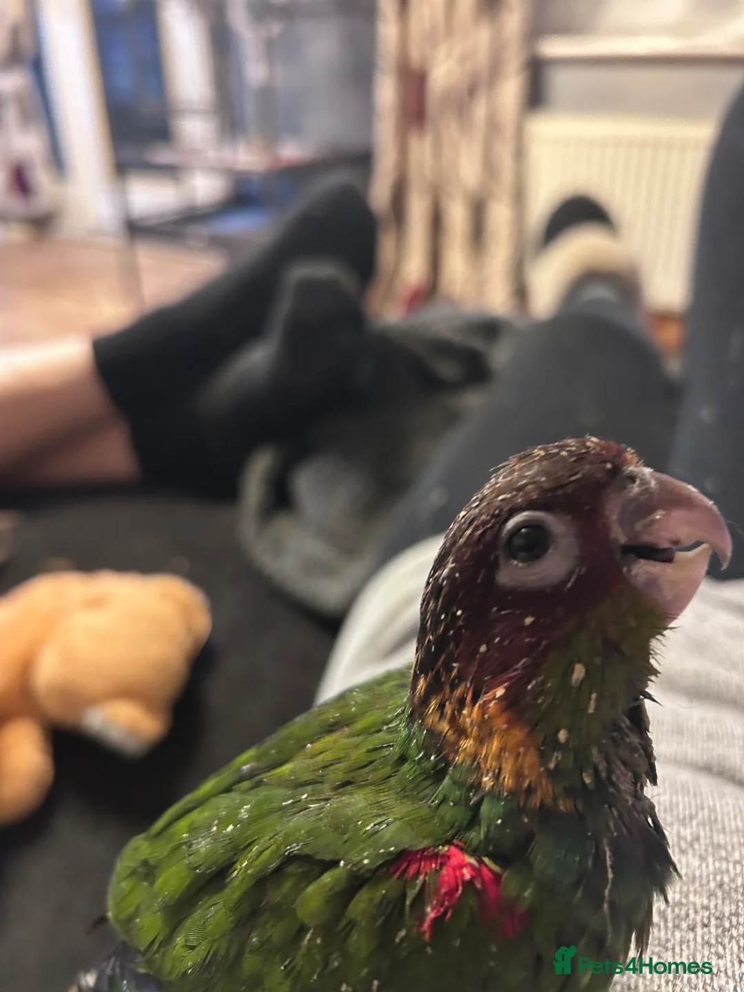 Parakeets birds for sale: Semi tame male blue throated conures - Advert 6