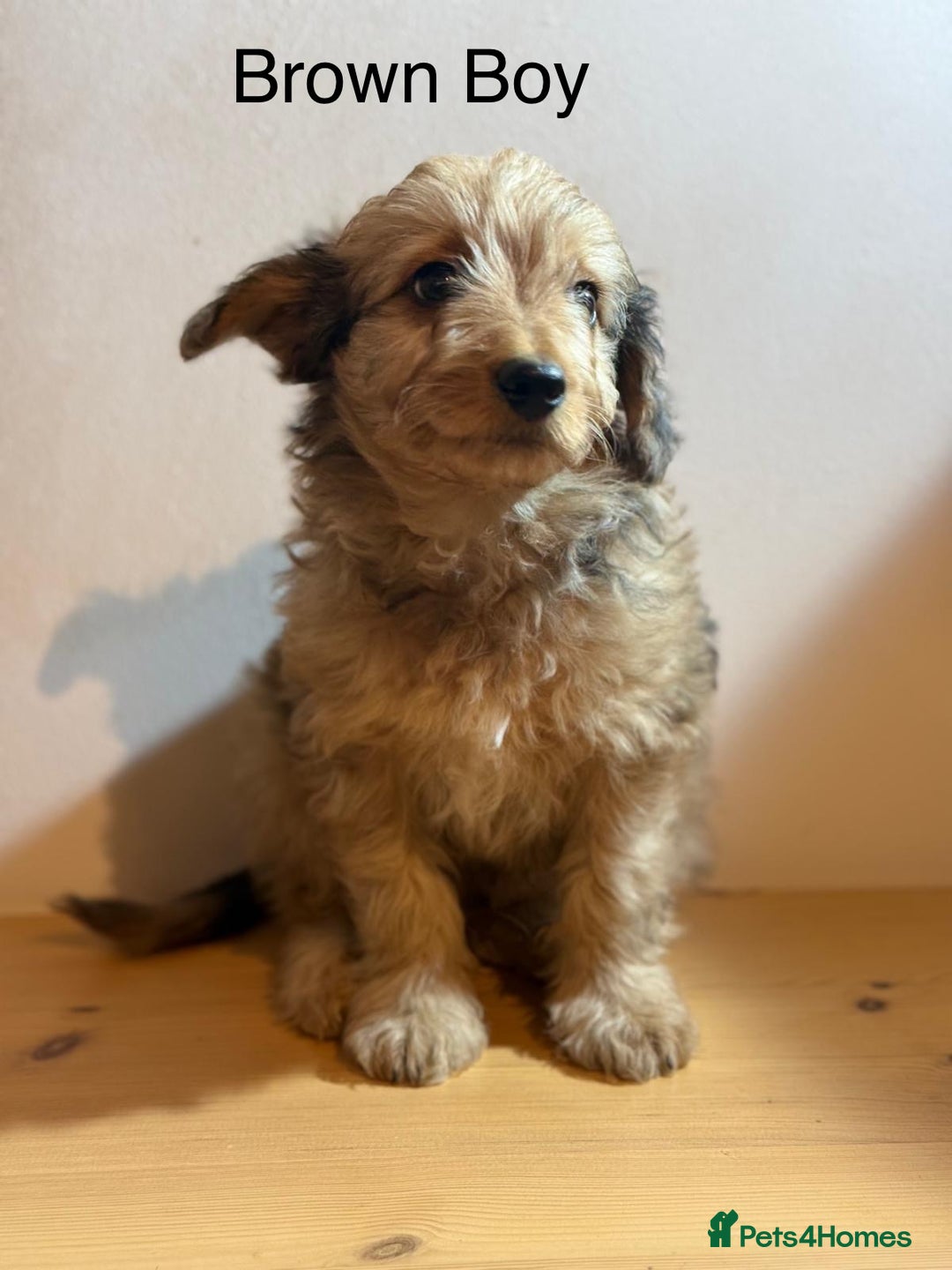 Mixed Breed dogs for sale: Stunning litter of 3/4 Toy Poodle X Welsh Collie - Advert 12