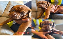 Mixed Breed dogs for sale: Puppy's for sale  - Image 3