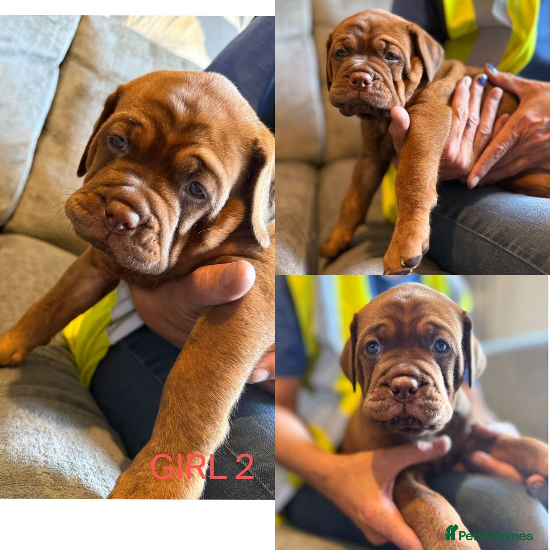 Mixed Breed dogs for sale: Puppy's for sale  - Image 3