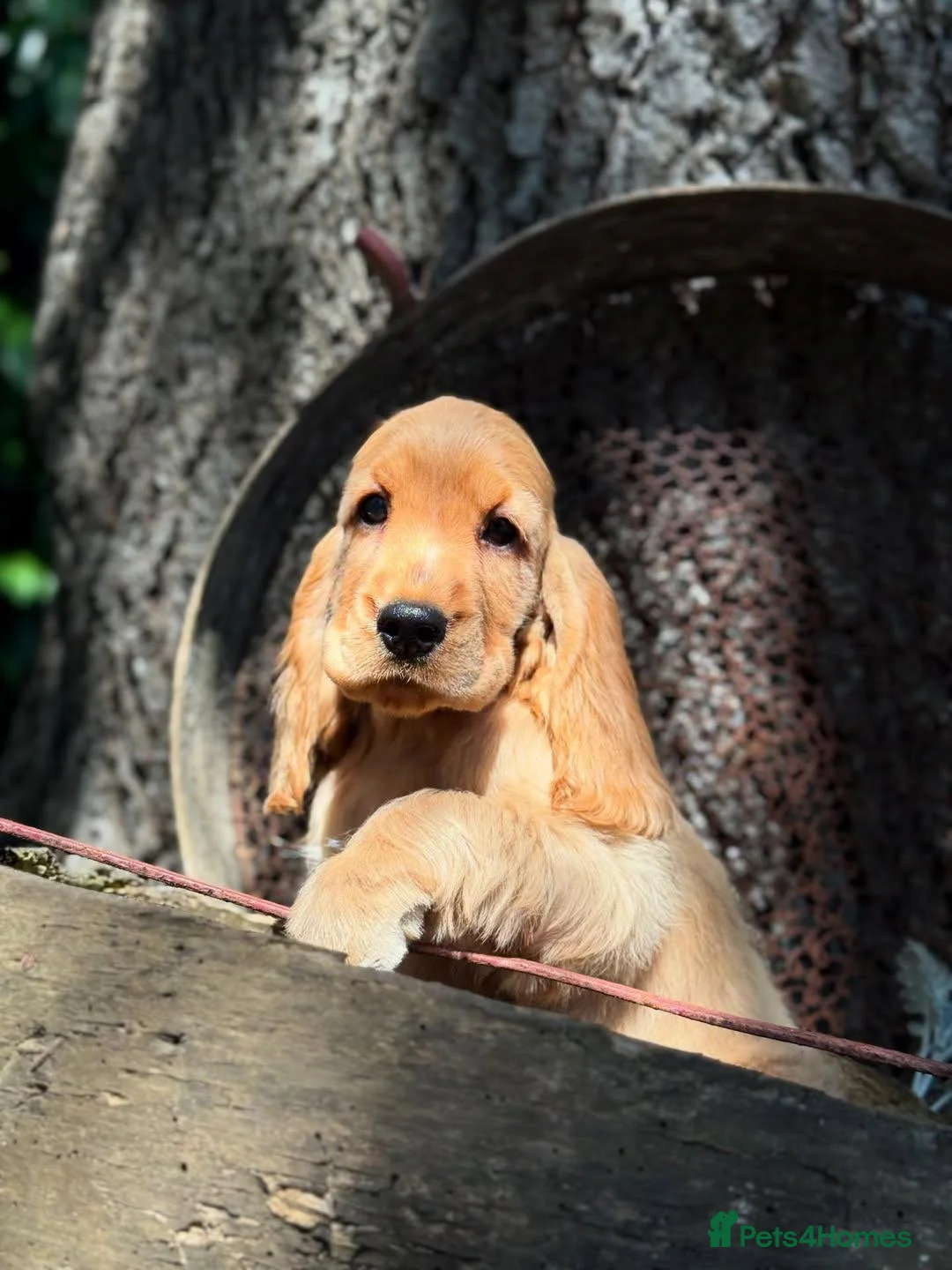 Cocker Spaniel dogs for sale: Archie - Advert 6