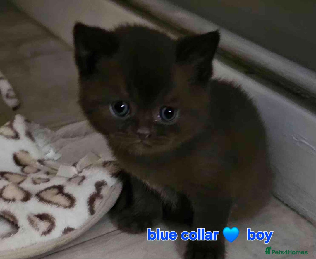 British Shorthair cats for sale: Beautiful  British  shorthair  kittens - Advert 12