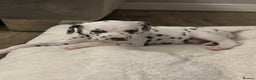 Dalmatian dogs for sale: Dalmatian puppies - Advert 5