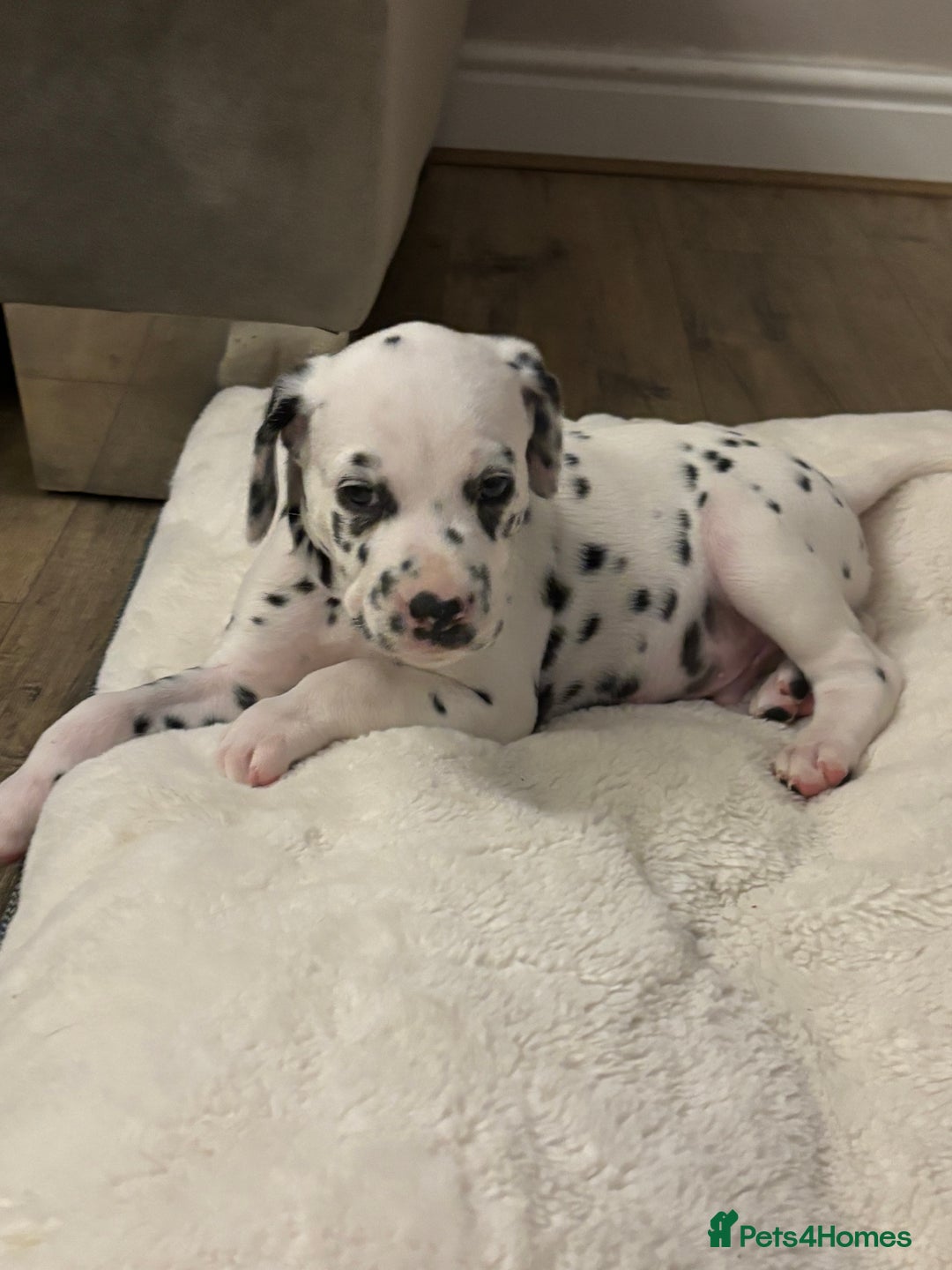 Dalmatian dogs for sale: Dalmatian puppies - Advert 5