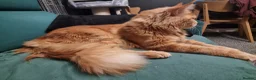 Maine Coon cats for sale: TICA REG. MAINE COON KITTENS  - Advert 3