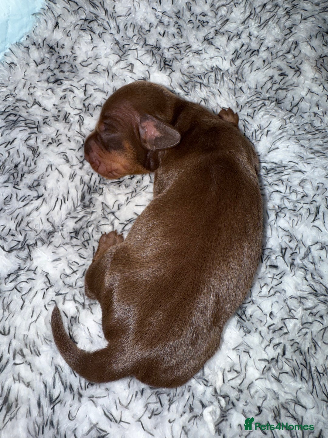 Dachshund dogs for sale: Miniature dachshund puppies  - Image 3