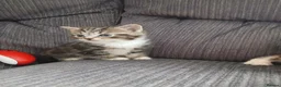Maine Coon cats for sale: Beautiful cross kittens  - Advert 15