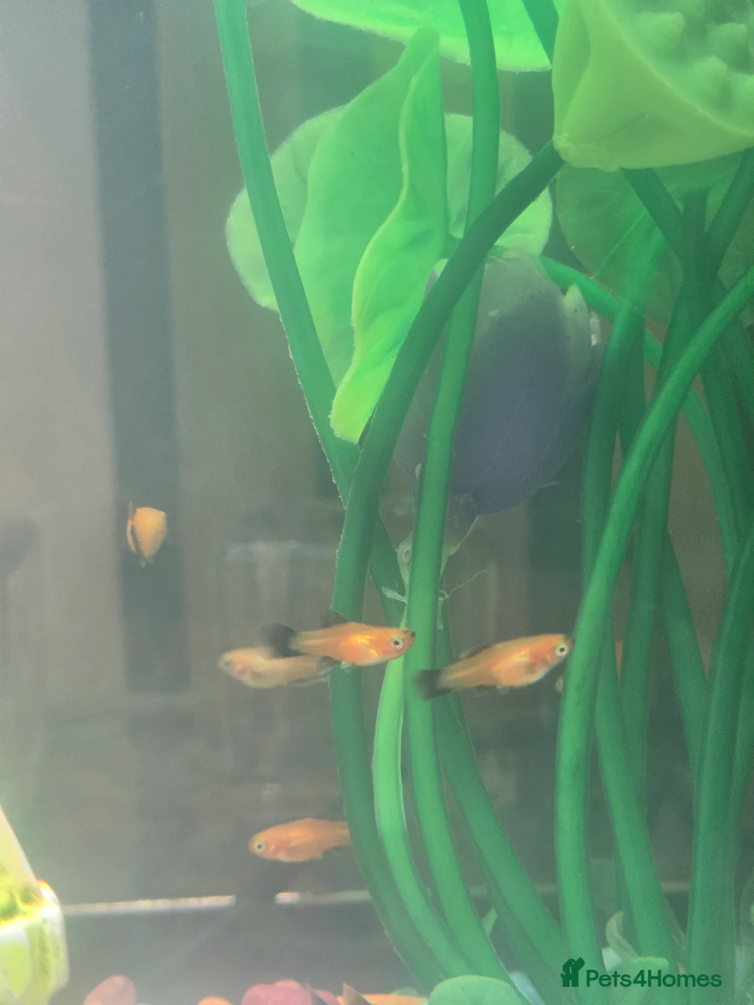 Goldfish fish for sale: Gold Wag Platy Tropical Fish FREE - Advert 4