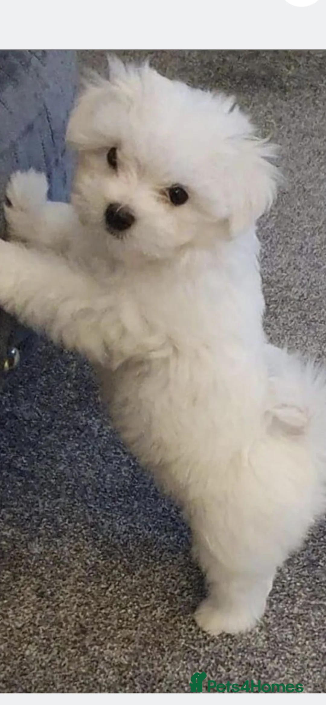 Maltese dogs for sale: Maltese - Advert 2