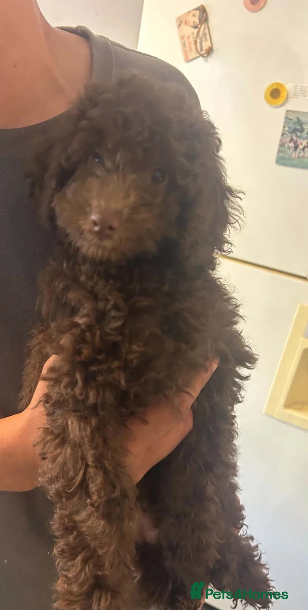 Miniature Poodle dogs for sale: poodle puppys  - Advert 5