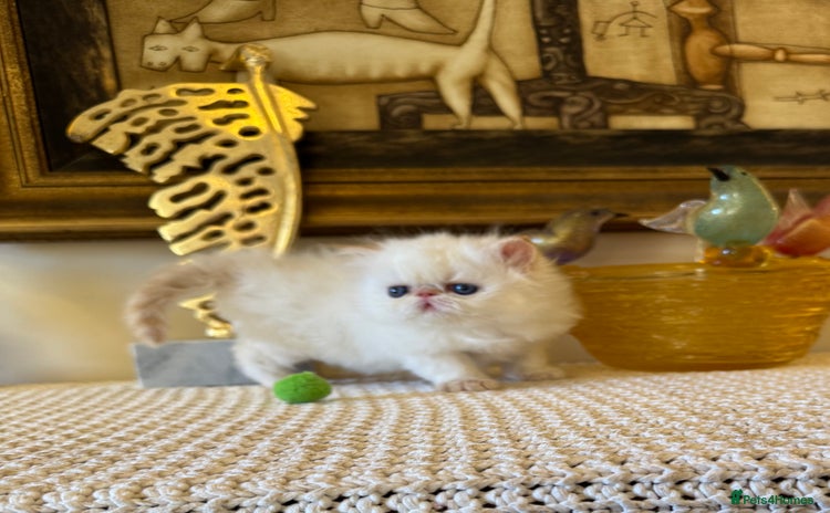 Persian cats Stunning TICA Blue Eye Persian Babies  - Advert 1