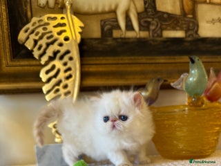 Persian cats Stunning TICA Blue Eye Persian Babies - Advert 2
