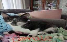 Mixed Breed cats for sale: 5 cats for sale (emergency sale) - Image 4