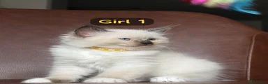 Ragdoll Kitten 5
