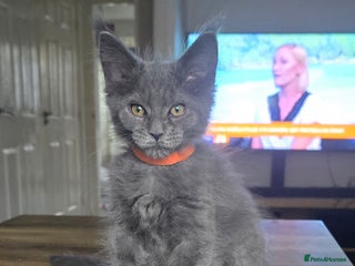 Maine Coon cats Maine Coon Kittens ready to leave home - Advert 9