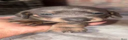 Miniature Dachshund dogs for sale: Beautiful Miniature Dachshund Puppies 🐾❤️ - Advert 24