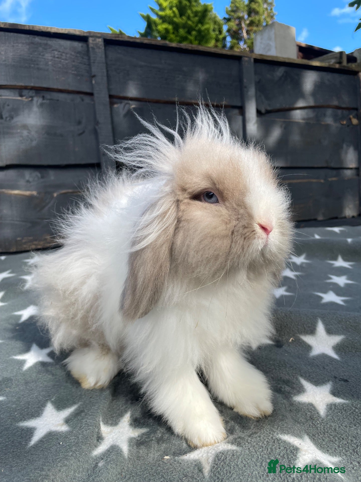 Mini Lion Lop rabbits 2 Beautiful Mini Lion Lop Boys - Advert 5