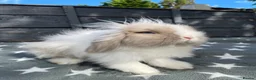 Mini Lion Lop rabbits for sale: 2 Beautiful Mini Lion Lop Boys - Advert 1