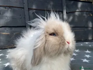 Mini Lion Lop rabbits 2 Beautiful Mini Lion Lop Boys - Advert 10