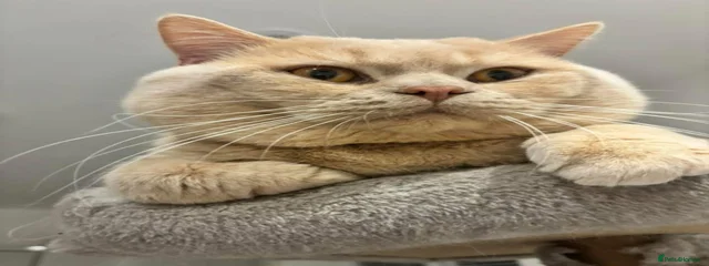 Kobie 