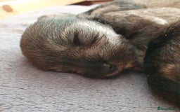 Miniature Schnauzer dogs for sale: Adorable Miniature Schnauzer Puppies - Image 6