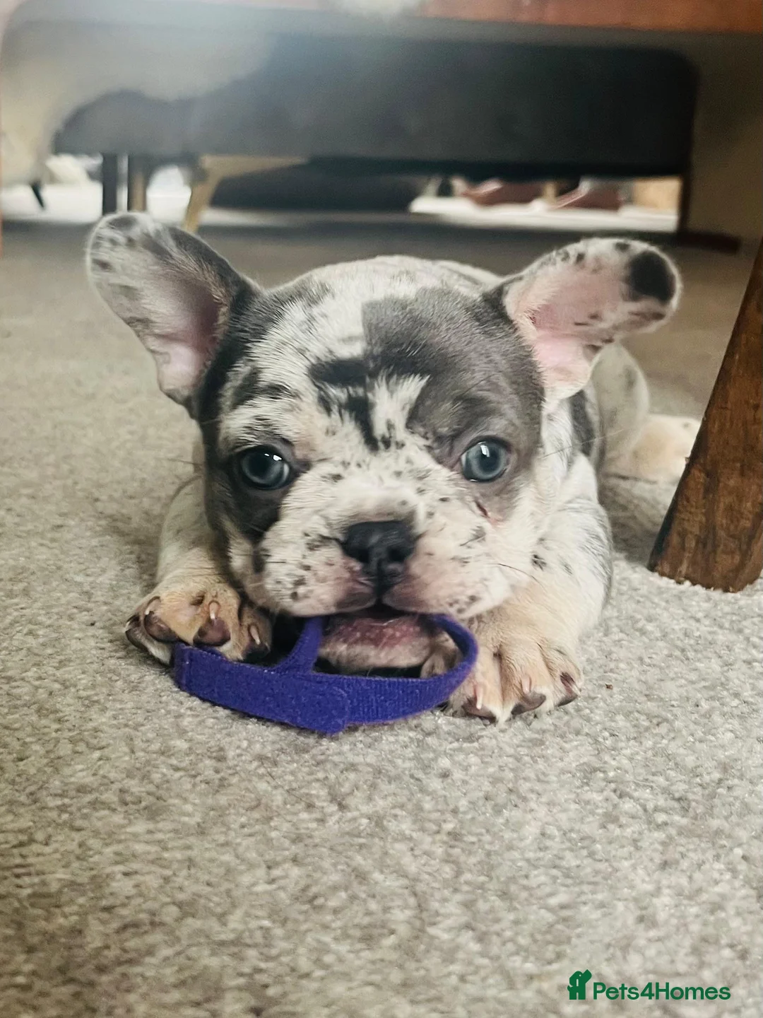 French Bulldog dogs for sale: x1 GIRL LEFT! RARE PURE BLUE MERLE TAN PUPPIES  - Advert 22