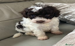 Cavapoo dogs for sale: Miniature poodle x cavapoo  - Image 3