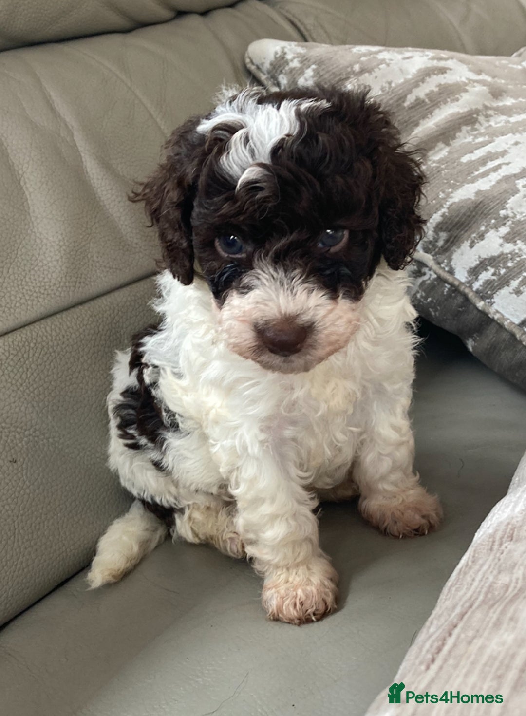 Cavapoo dogs for sale: Miniature poodle x cavapoo  - Image 3