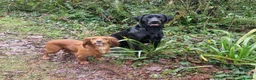 Labrador Retriever dogs for stud: KC 0/0 Hips/ Elbows, Health tested Labrador  - Advert 3