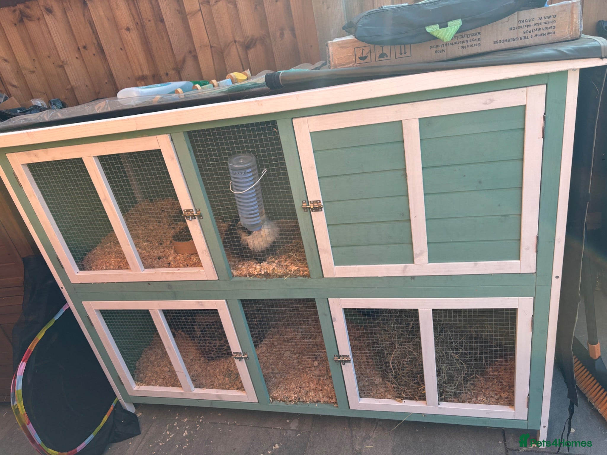 Guinea Pig rodents 2 Male longhair guinea pigs with Hutch - Advert 2