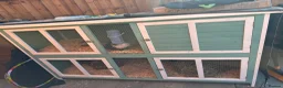 Guinea Pig rodents for sale: 2 Male longhair guinea pigs with Hutch in Maldon - Advert 1