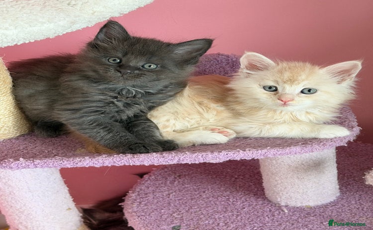 Maine Coon cats - Advert 2