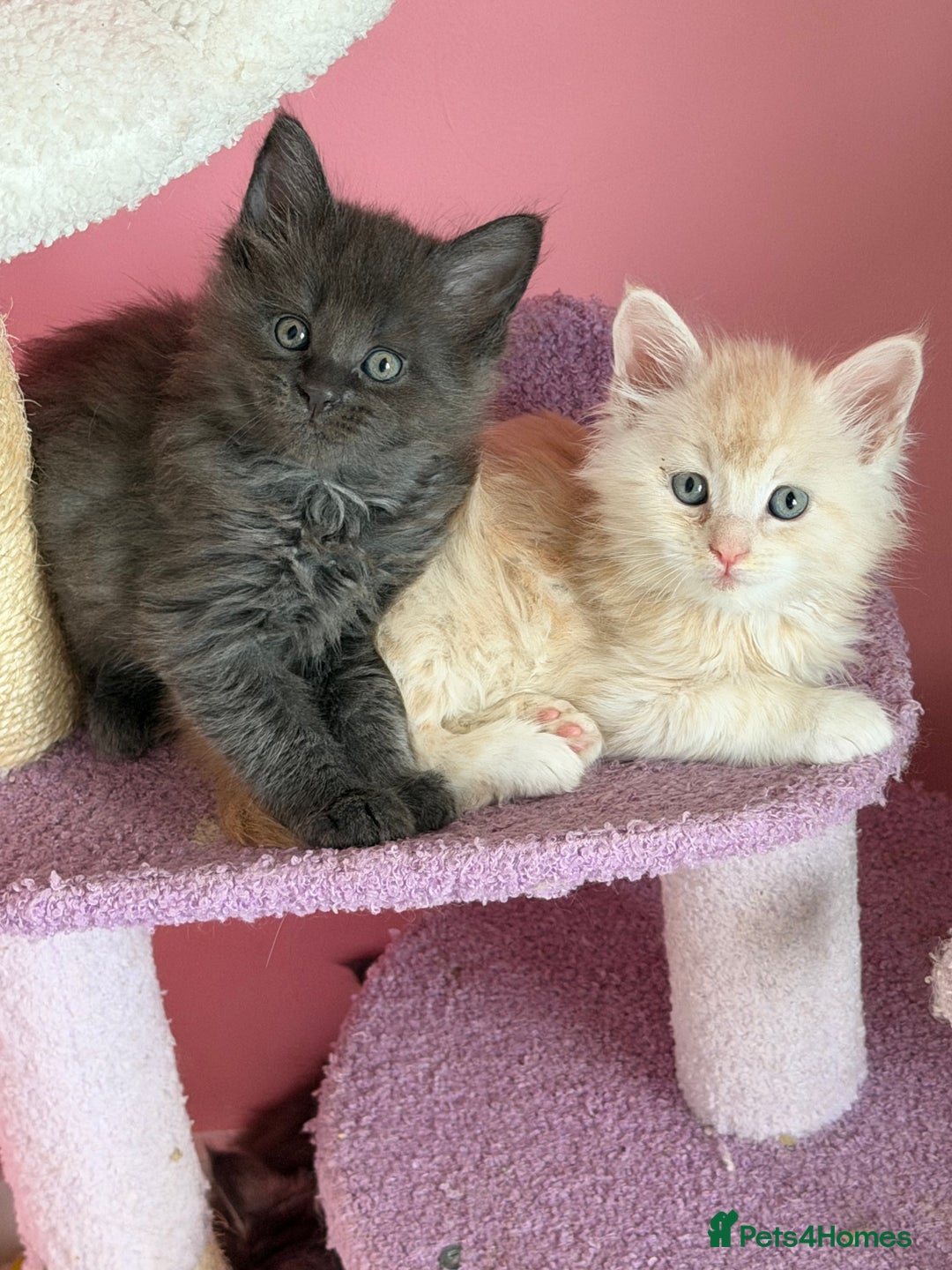 Maine Coon cats for sale: TICA REGISTERED MAINE COON KITTENS - Advert 1