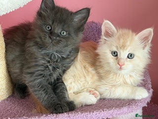 Maine Coon cats TICA REGISTERED MAINE COON KITTENS - Advert 12
