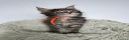 Maine Coon cats for sale: Superb quality Maine coon girls  - Advert 10