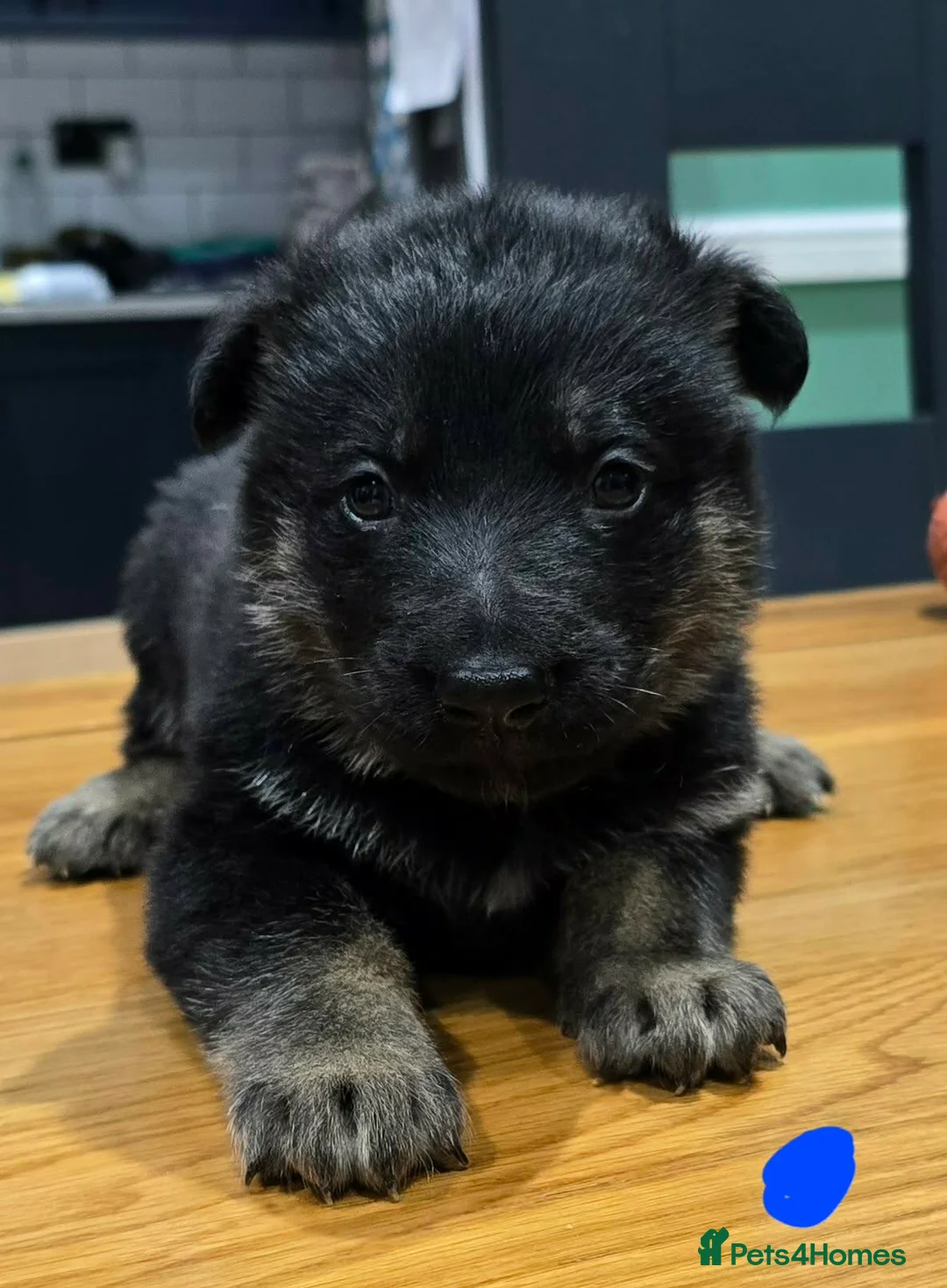 German Shepherd dogs for sale: WORKING LINE GSD PUPPIES - Advert 4