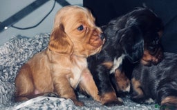 Cocker Spaniel dogs for sale: Gorgeous cocker spaniel puppies - Advert 7