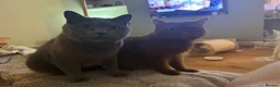British Shorthair cats for sale: 🐾 Beautiful Cinnamon British Shorthair Kittens 🐾 - Advert 3