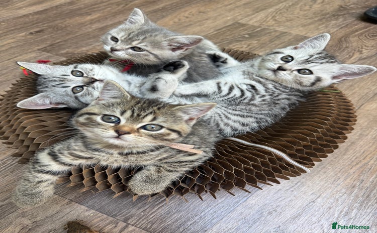 British Shorthair cats - Advert 2