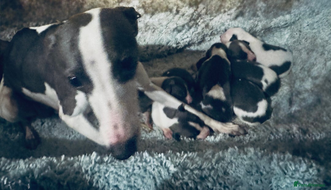 Whippet dogs for sale: 🐾 Exceptional small sized KC Reg Whippet Pups🐾 - Advert 6
