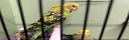 Budgerigars birds for sale: Budgies for Sale  - Advert 20