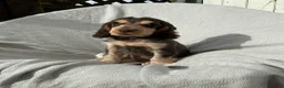Cocker Spaniel dogs for sale: Beautiful HHT clear little show cocker girl - Advert 4