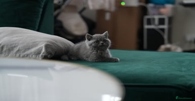 British Shorthair cats - Advert 9