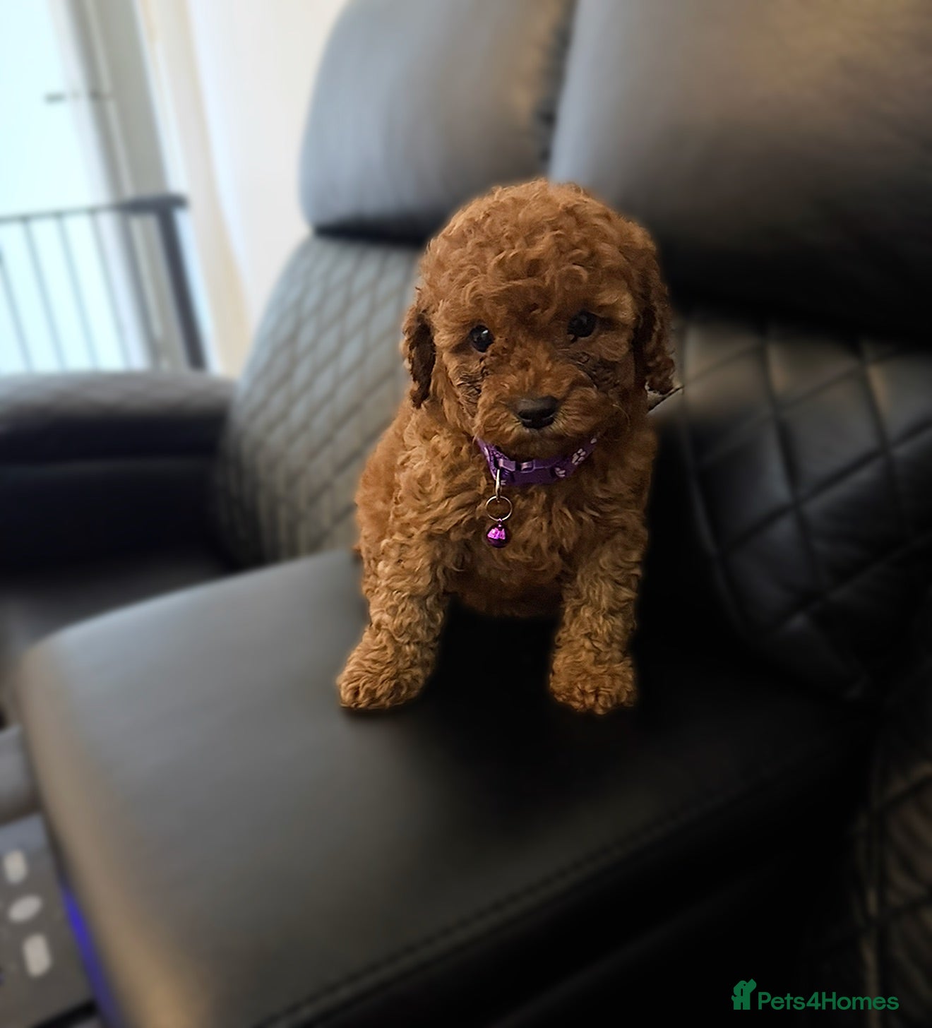 Cavapoo dogs Last Cavapoo Girl 🧸‼️‼️ - Advert 12