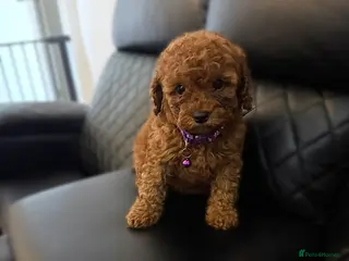 Cavapoo dogs Last Cavapoo Girl 🧸‼️‼️ - Advert 12