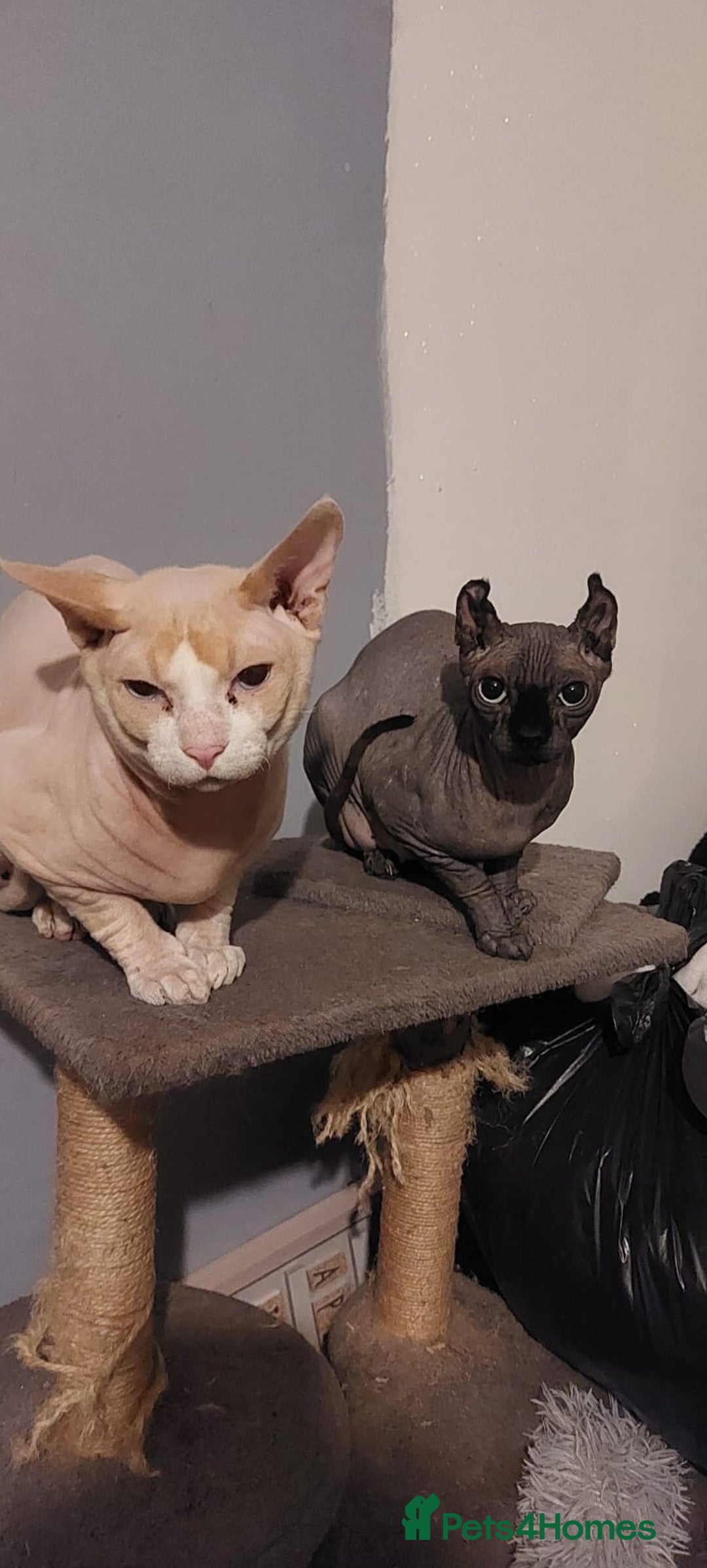 Sphynx cats for sale: Beautiful Sphynx babies  - Advert 1